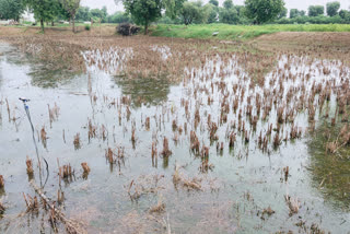 બનાસકાંઠા જિલ્લામાં ભારે વરસાદથી ખેડૂતોને નુકશાન, સરકાર પાસે સહાયની કરી માગ