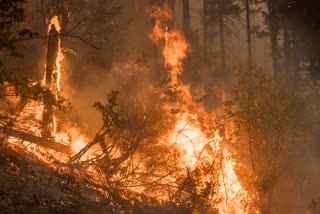 United States: Oregon forest fire kills seven