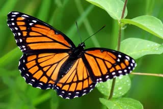 भीलवाड़ा न्यूज, butterflies species in Bhilwara