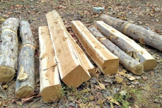 Forest department recovered 33 sleepers cut of illegal in chamba