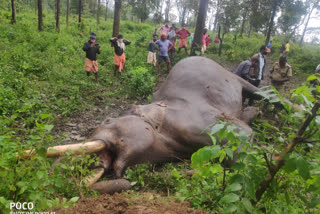 wayanand  wild elephants  thirunelli panchayath  aalathoor  forest officers  വയനാട്  തിരുനെല്ലി കാട്  തിരുനെല്ലി പഞ്ചായത്ത്  കാട്ടുകൊമ്പൻ ചെരിഞ്ഞു