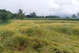 Paddy crop damage with continuous rainfall