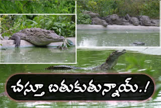 crocodiles at manjeera project in sangareddy district