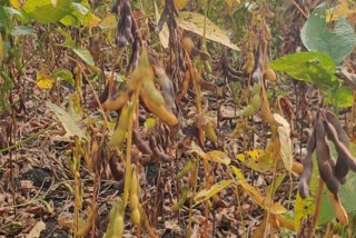 soybean-crop-deteriorated-due-to-heavy-rains-and-pest-infestation-in-bemetra