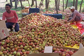apple growers are hopeful that this year will bring better business