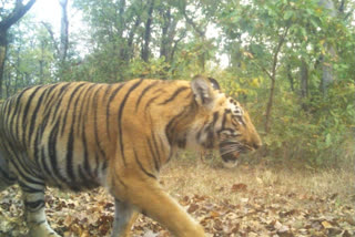 tiger death in pavani karhadla abhayarany at nagpur