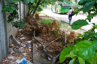 Shrubs grew on pavement of main road of Hari Nagar