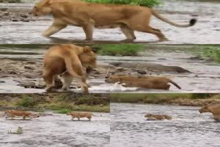 Video of the lion family goes viral