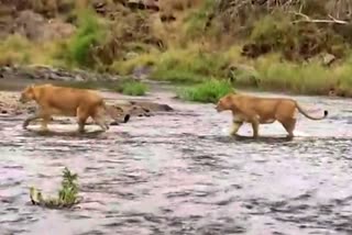 lion family crossing the Gir Somnath river