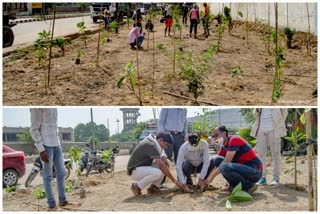 EDMC to green up Ghazipur landfill subfield with Japanese plantation technology