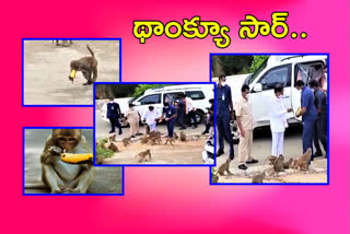 cm-kcr-distribute-bananas-to-monkeys-in-yadadri-tour