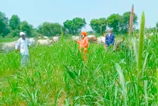 cows on his farm