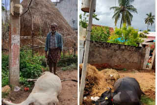 two cattle died in electric shock at pentakota