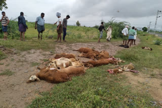 Sheep killed in train hits