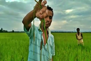 Cropland Damage at Amguri Sivasagar