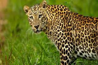Leopard caught in golaghat assam etv bharat news
