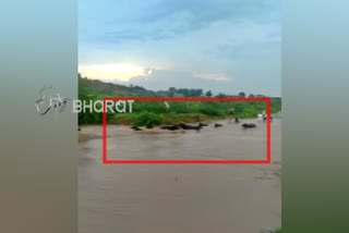 buffaloes washed out in River water