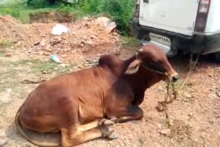 पुलिस ने गोवंश कराए मुक्त, Police made the cow free