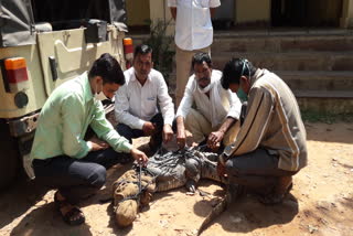 Seven feet tall crocodile entered into the settlement