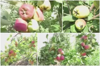 apple farming at Shirur