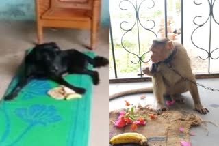 dog-and-monkey-leaves-food-after-their-owner-dies-in-heart-failure