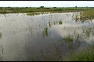 Rain effects on Hubballi farmers