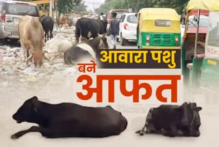 stray animal problem in smart city faridabad