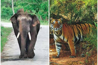 Centre releases over Rs 35 crores to Odisha for tiger  elephant conservation  കടുവയുടെയും ആനയുടെയും സംരക്ഷണം  കേന്ദ്രമന്ത്രി ധർമേന്ദ്ര പ്രധാൻ