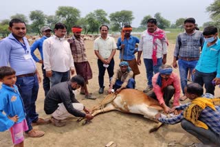 Lumpy skin disease in bemetara