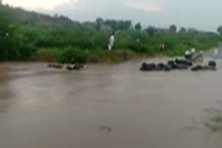 35 buffaloes in river  swept away  heavy rain  river in Rajasthan  Rajasthan'  Sirohi  രാജസ്ഥാനില്‍ പേമാരി; 35 ഓളം കന്നുകാലികള്‍ ഒലിച്ചു പോയി