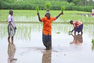 farming