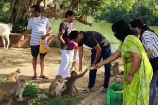 active citizen team feeding animals to help people in pitru paksha at greater noida