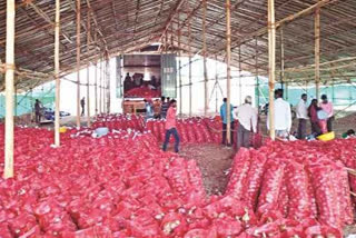 modi government bars on onion export nashik farmers oppose the decision