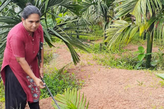 A woman who applied drip irrigation to a nut crop