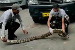 People afraid from Python in Shalimar Bagh