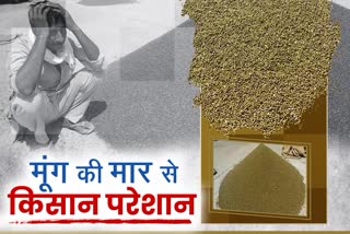 श्रीगंगानगर न्यूज, Purchase of moong on support price