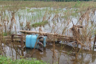 crop-damage-heavy-rainfall-belgaum-farmer-in-hardship