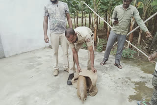 Pangolin