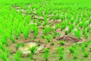 Paddy Field