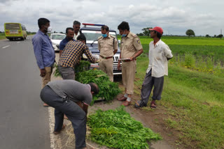 cultivation-of-marijuana-in-an-onion-pepper-field