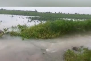 Submerged crop fields in water in nizamabad district