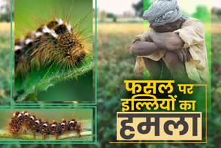 Caterpillar attack in Soybean crop, Soybean crop, Yellow mosaic disease, Caterpillar outbreak, Caterpillar attack in jhalawar, कैटरपिलर का प्रकोप