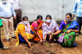 husnabad muncipal chairperson participated in harithaharam programme