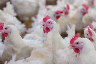 poultry industry
