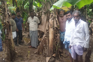 banana crop Destroy