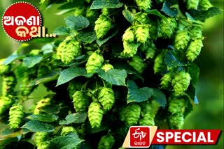 some facts about Hop shoots,  most expensive vegetable in the world, unknown facts, ଅଜଣା କଥା, ଦୁନିଆଁର ସବୁଠୁ ମହଙ୍ଗା ଫଳ, ପରିବା ପାଇଁ ନେବାକୁ ପଡ଼ିପାରେ ଋଣ, କିଲୋ ପିଛା ମୂଲ୍ୟ 1000 ୟୁରୋ