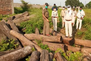 raigarh-forest-department-sized-78-sal-wood