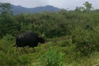 wild buffalo near Chikkamagaluru Uppalli