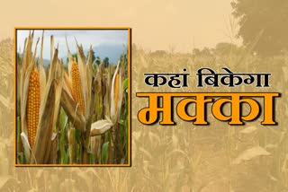 Farmers upset due to lack of Corn Purchase Center in Shahdol