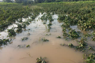 damage of crops due to rain water